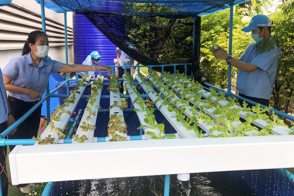 タイ・チョンブリ工場の排水で野菜と魚を育てる「アクアポニックス・グリーンファーム」